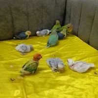 سرلاکی کوتوله دستی