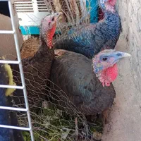 بوقلمون|حیوانات مزرعه|تهران, مسعودیه|دیوار