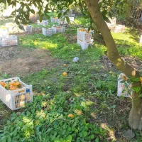 مرکبات تامسون لوکس|عمده‌فروشی|زرگرشهر, |دیوار