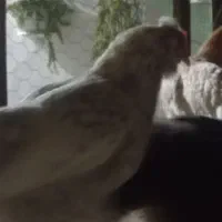 مرغ|حیوانات مزرعه|جم, |دیوار