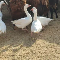 غاز چاقو چله|حیوانات مزرعه|سبزوار, ایزی شهر|دیوار