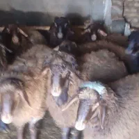 بره نر|حیوانات مزرعه|گلپایگان, |دیوار