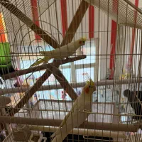 عروس هلندی لوتینو