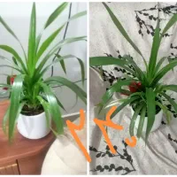 گل،بهترین هدیه روز مادر|گل و گیاه طبیعی|نیشابور, بزرگمهر|دیوار