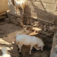 کهره فروشی|حیوانات مزرعه|بندر دیر, |دیوار