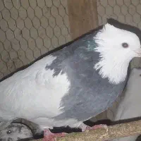 کفتر ماده|پرنده|شاهین‌شهر, فدک|دیوار