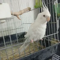 عروس هلندی البینونر|پرنده|سلیمان, |دیوار