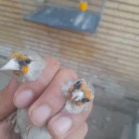 سقا|پرنده|کرمان, |دیوار