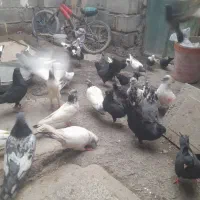 فروش کفتر گره درجای