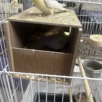 عروس هلندی مولد|پرنده|ری, شهید غیوری (ابن باویه)|دیوار