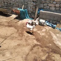 شیر پیا خروس غروس