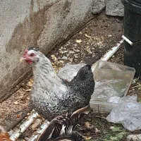 مرغ گلین|حیوانات مزرعه|بوشهر, |دیوار