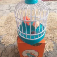 پرنده اوازه خونه سالم