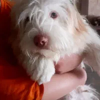 سگهای پاپی۶۰۰|سگ|خمینیشهر, |دیوار