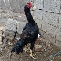 اوشاموی وارداتی