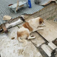 سگ کوین قوی