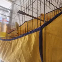 تعدادی قناری نروماده اماده وبخون وجوجه دوماهه|پرنده|ساوه, |دیوار