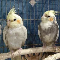 جوجه عروس هلندی|پرنده|اندیشه, اندیشه فاز ۴|دیوار