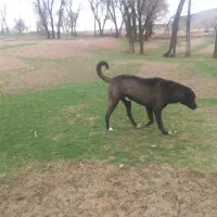 سگ سرابی اصیل|سگ|پیشخور, |دیوار