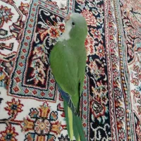 طوطی راهب سبز