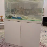 آکواریوم همراه با میز|ماهی|رشت, پیرکلاچای|دیوار