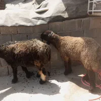 میش جوان ۲راس