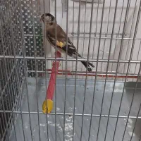 ماده سهره جوجه قفس|پرنده|کرمانشاه, |دیوار