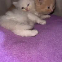 پیشی|گربه|گنبد کاووس, |دیوار