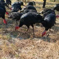 فروش بوقلمون ۶ ماهه|حیوانات مزرعه|سیه رود, |دیوار