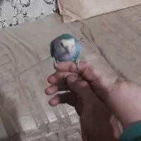 طوطی برزیلی|پرنده|ری, ظهیرآباد|دیوار