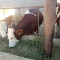 گاو گوساله تلیسه سیمینتال اصل
