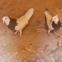 جفت طوقی فروشی