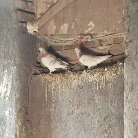 18تا کبوتر پرشی|پرنده|بوئین زهرا, |دیوار