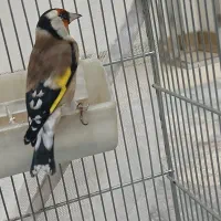 سهره نر جوجه قفس