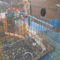 عروس هلندی جفت مولد