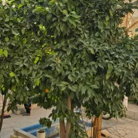 ویلایی ماشین رو مسجدسید|فروش خانه و ویلا|اصفهان, علی قلی آقا|دیوار