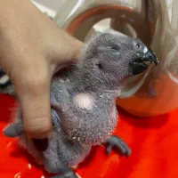 جوجه کاسکو سرلاکی
