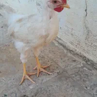 ۳تا جوجه خوروس  بزرگ