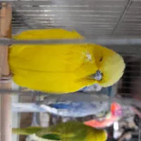 کلکسیون پرندگان طوطیا|پرنده|هشتگرد, مدرس|دیوار