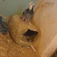 کبوتر سالم بدون مریضی نر هس عالی|پرنده|جغتای, |دیوار