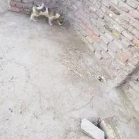 سگ پاکوتاه بازی گوش