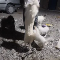 سگ اشپیز