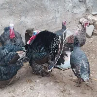 بوقلمون ( محلی )|حیوانات مزرعه|اندیمشک, |دیوار