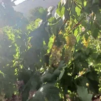 فروش ۲۰۰۰ متر باغ میوه در شهرستان سرسبز بوانات|فروش دفتر صنعتی، کشاورزی، تجاری|بوانات, |دیوار