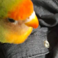 طوطی بریزیلی جوجه