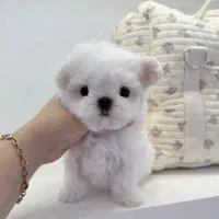 پشمالو  و جیبی