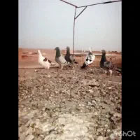 کبوتر خارج شهری پرشی|پرنده|بیرجند, |دیوار