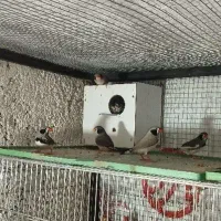 فنچ نرگسی اورنج بنگالی و معمولی|پرنده|شاهرود, |دیوار