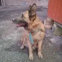 ژرمن ماده درجه یک گوش به حرف ۳ساله سالم وتوله داده