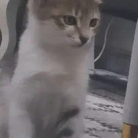 این گربه در محدکده اداره کل دامپزشکی رسالت گم شده|حیوانات|اردبیل, |دیوار